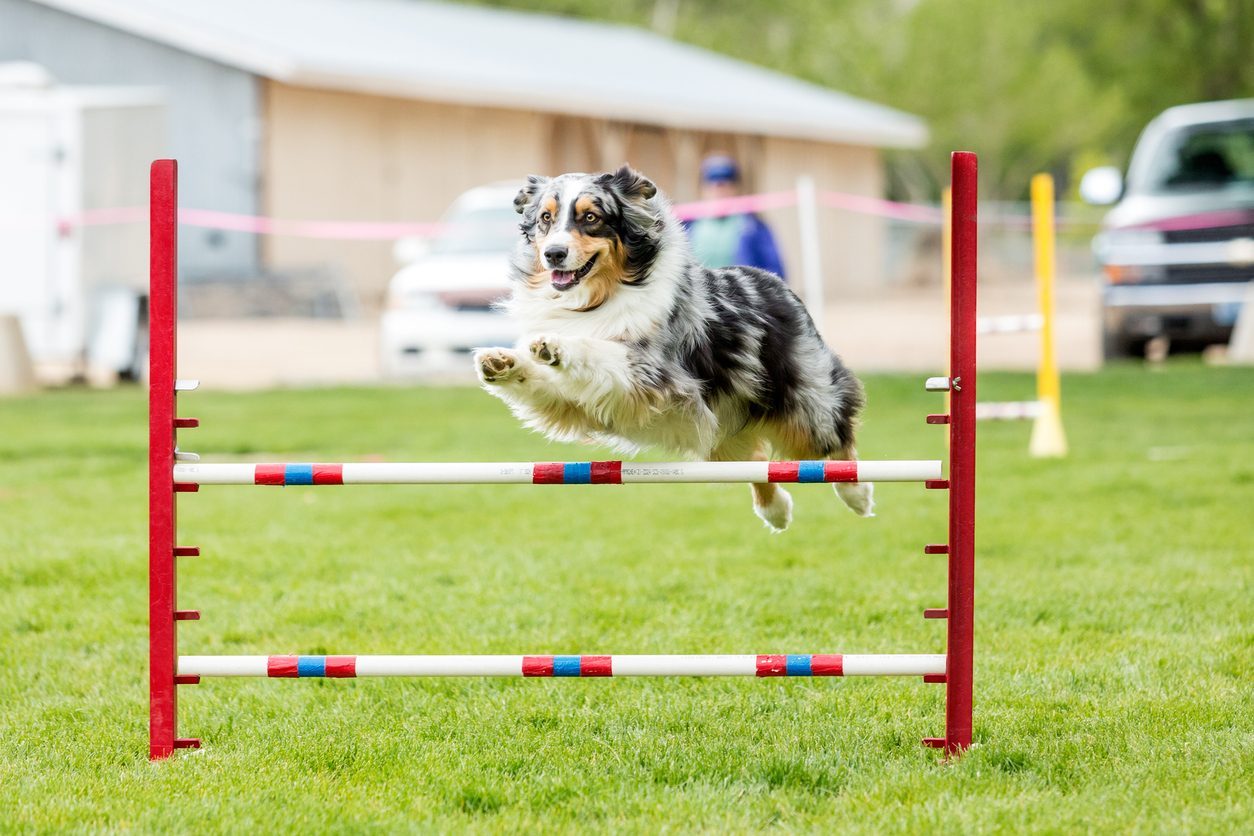 dog agility warm-ups cooldowns