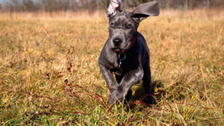 Giant Breed Puppy joint health