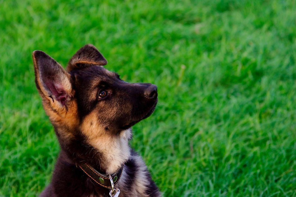 Feeding giant breed puppies for better joint health