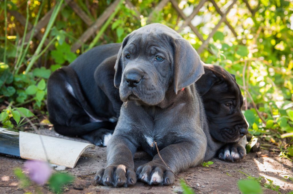 Don't let your giant breed puppy free feed