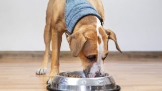 average dog weight how much to feed