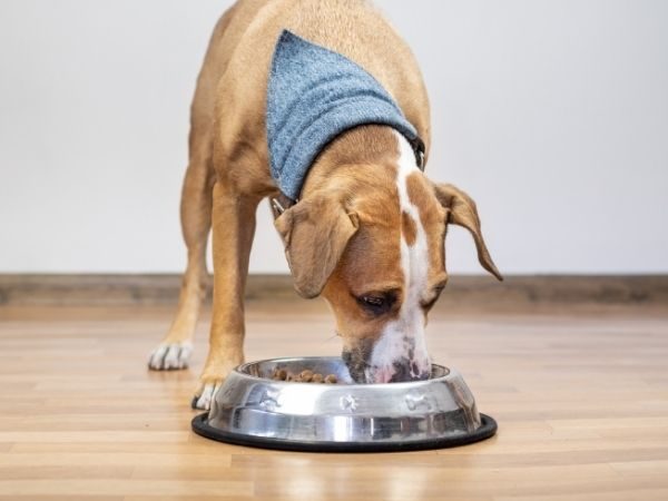 average dog weight how much to feed