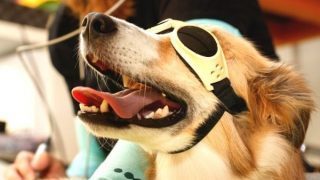 laser therapy OA