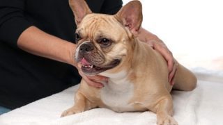 massage or stretching for dogs with arthritis