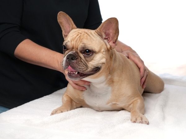 massage or stretching for dogs with arthritis