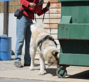 Dog engaged in scent work