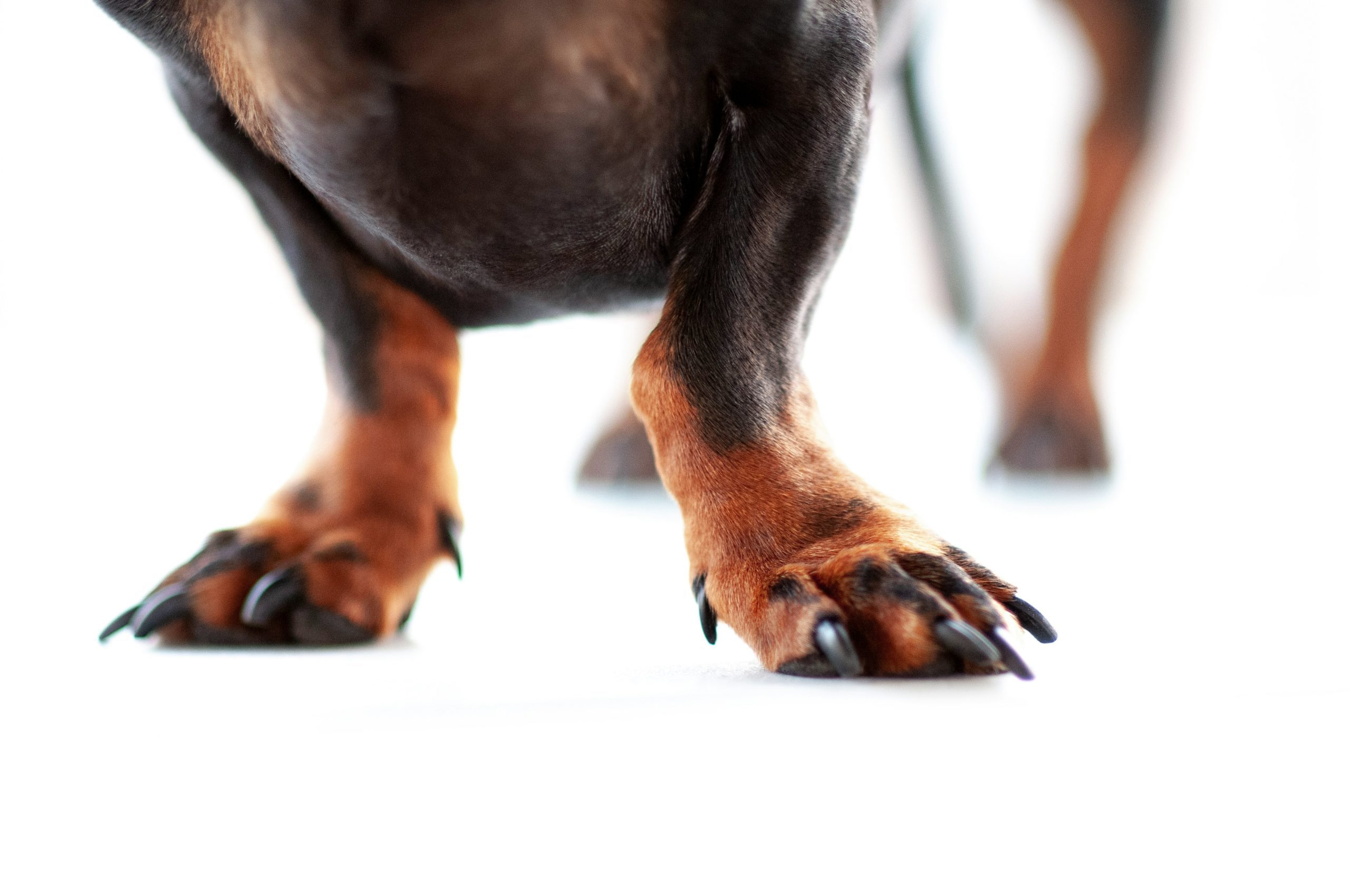 Can long toenails hurt my dog with arthritis? Canine Arthritis Resources and Education