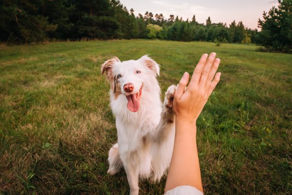 View of Do Joint Supplements for Pets Actually Work? | Canine Arthritis ...